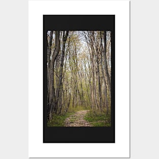 Hiking trail in the forest Posters and Art